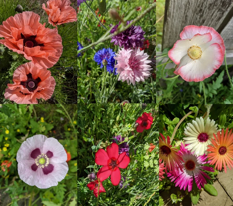 Seed Bombs | Butterflies - Image 3